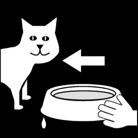 donner de l'eau au chat